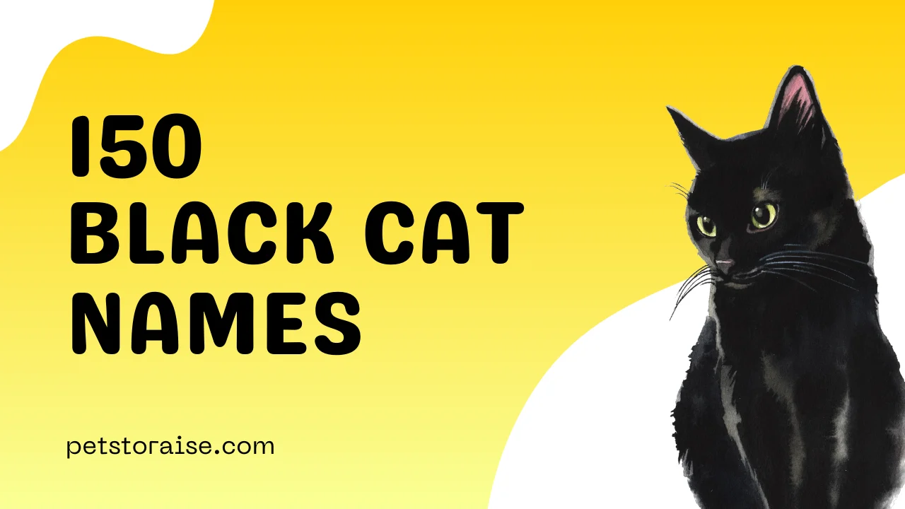 Black Cat Names