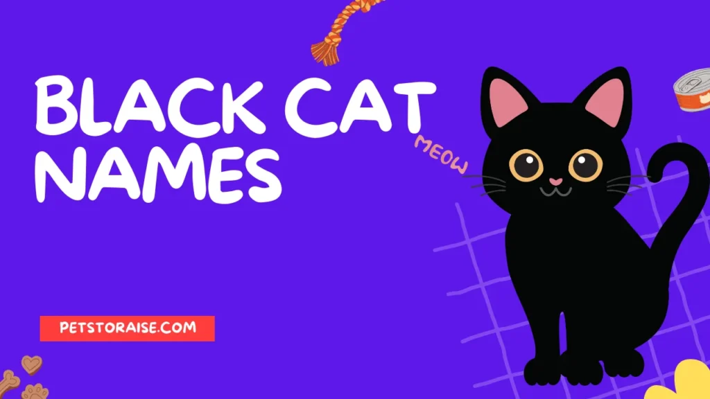 Black Cat Names