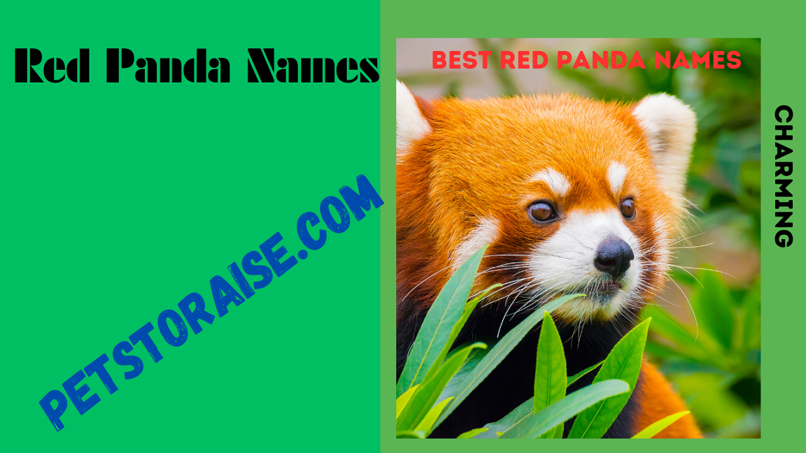 Red Panda Names