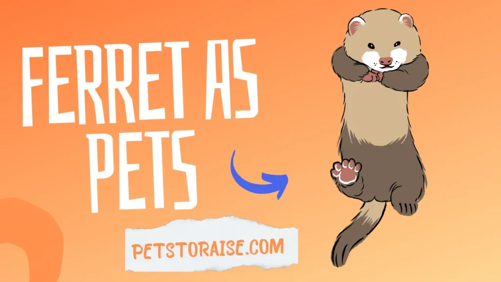 Ferret As Pets