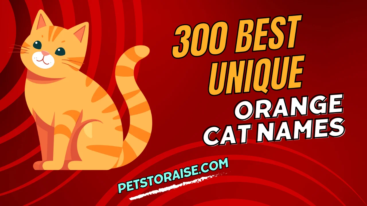 Orange Cate Names