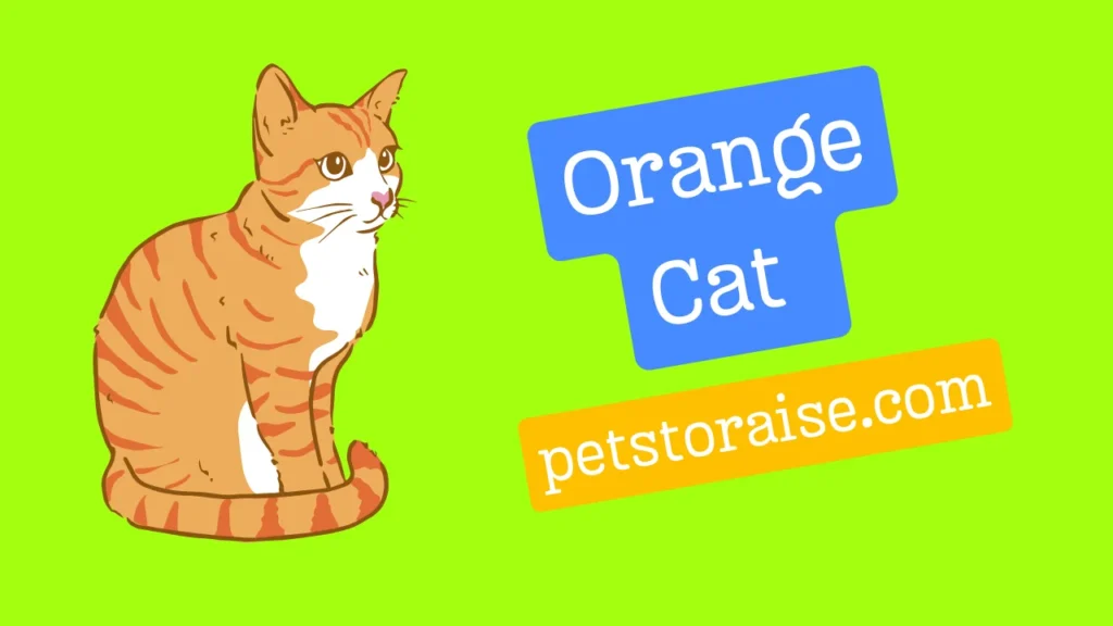 Orange Cate Names