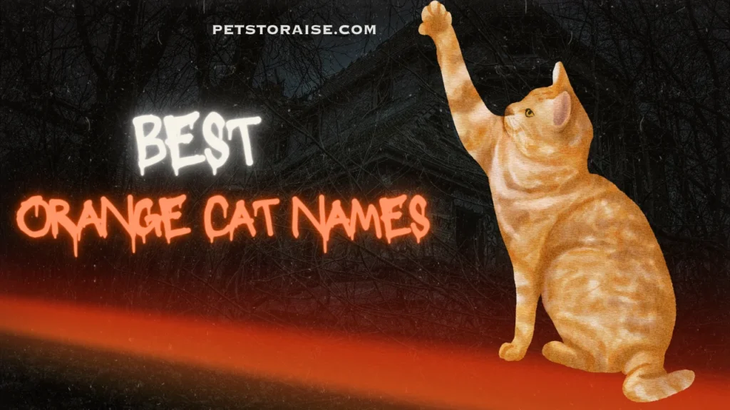 Orange Cate Names