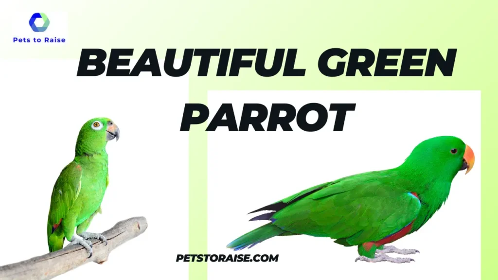 Green Parrots