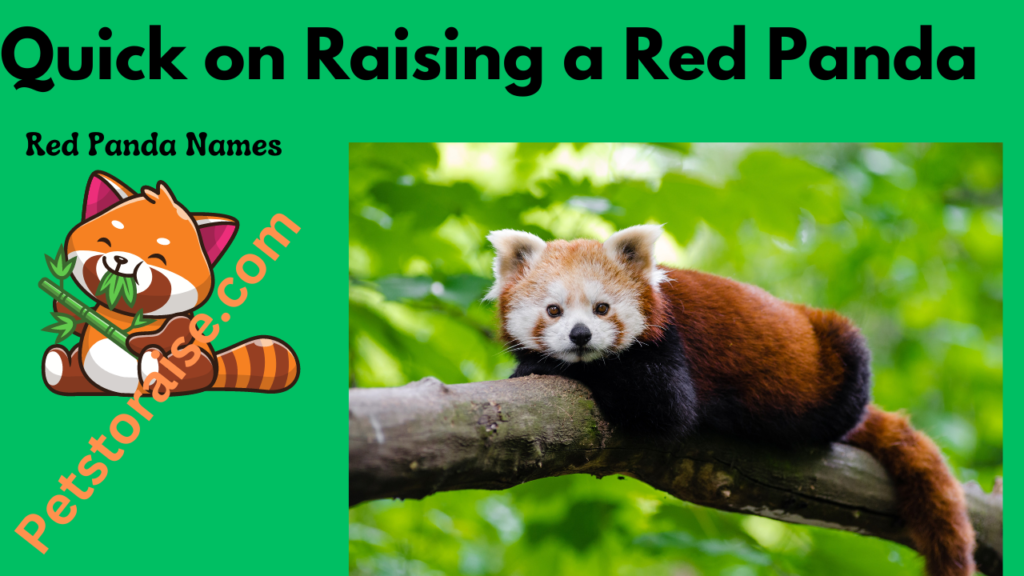 Red Panda Names