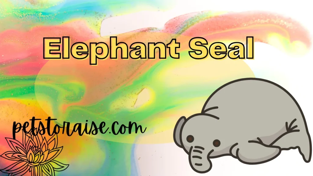 Elephant Seal Names