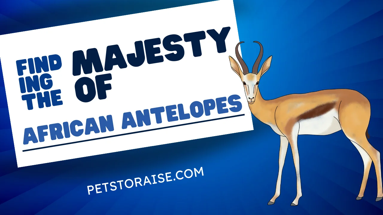 African Antelopes