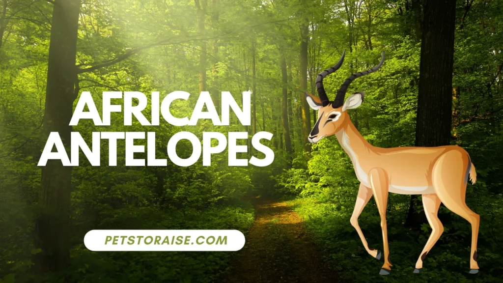 African Antelopes