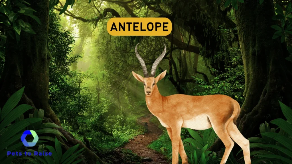 African Antelopes