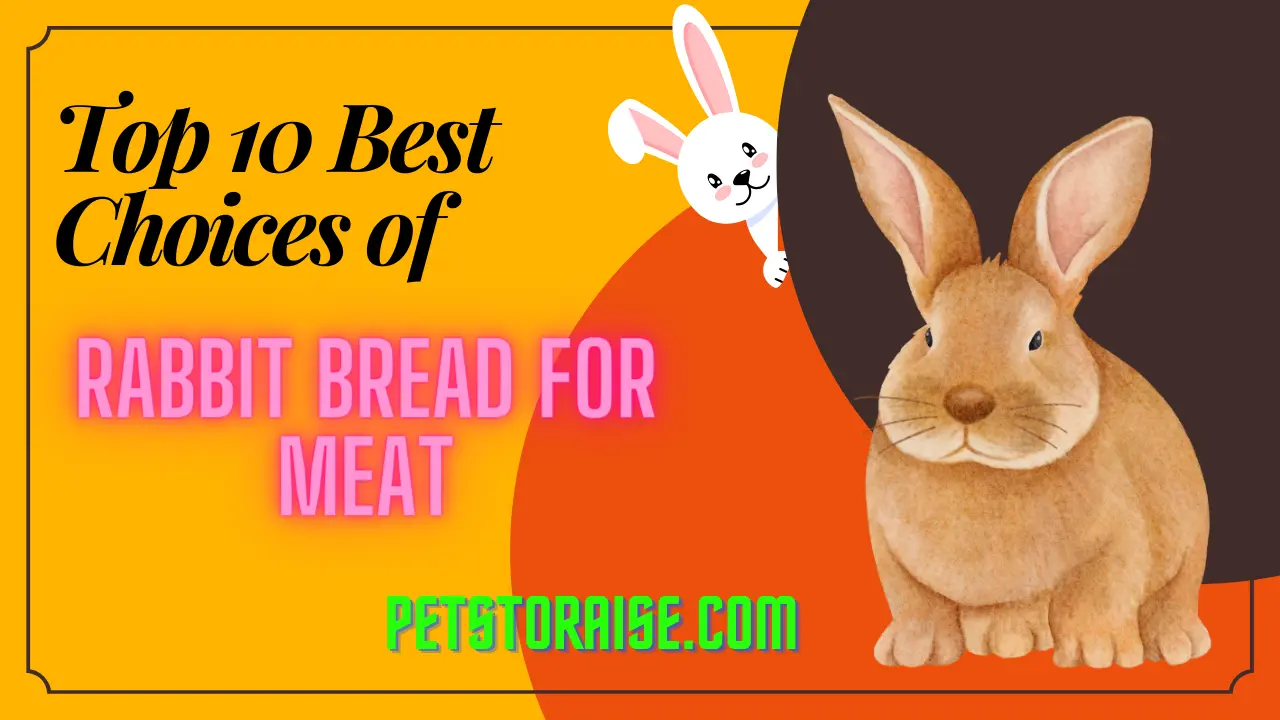 Rabbit Breeds for Meat