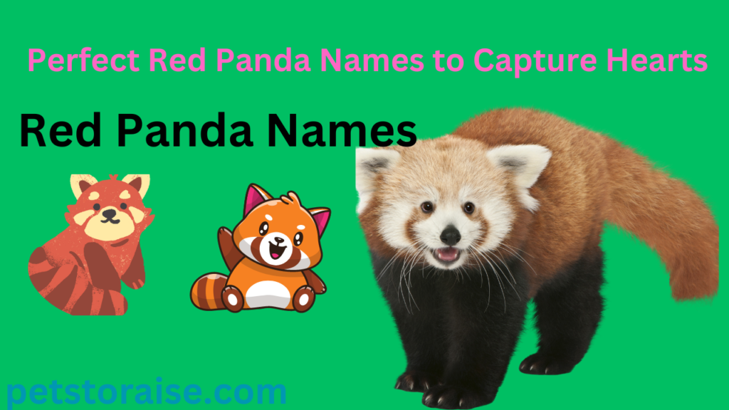 Red Panda Names