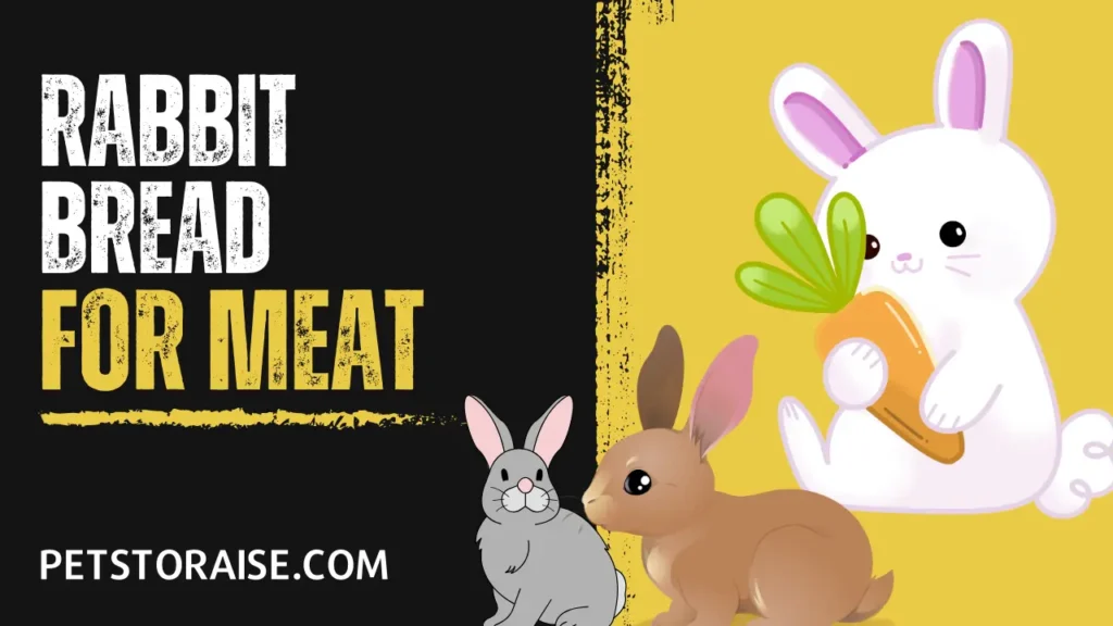 Rabbit Breeds for Meat