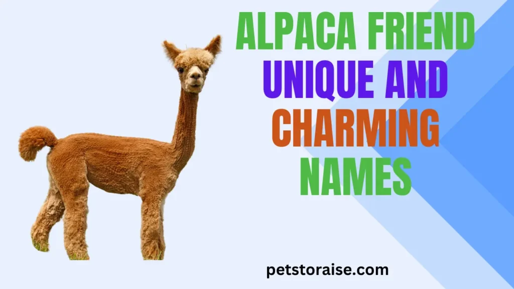 Alpaca Friend