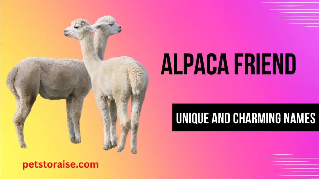 Alpaca Friend