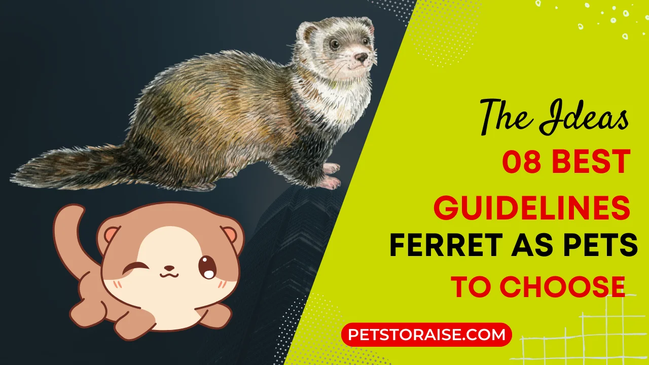 Ferret As Pets