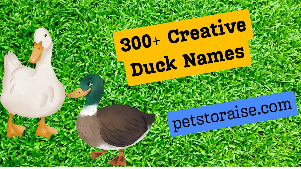 Creative Duck Names