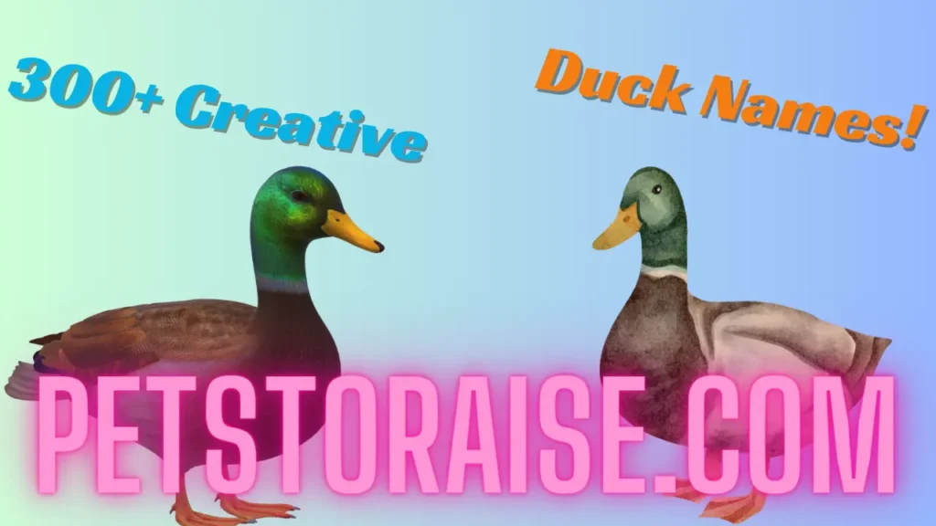 Creative Duck Names