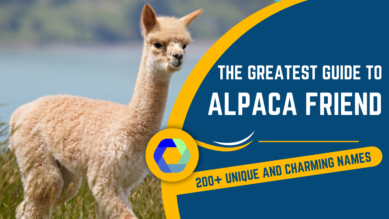 Alpaca Friend