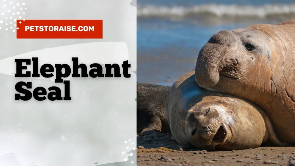 Elephant Seal Names