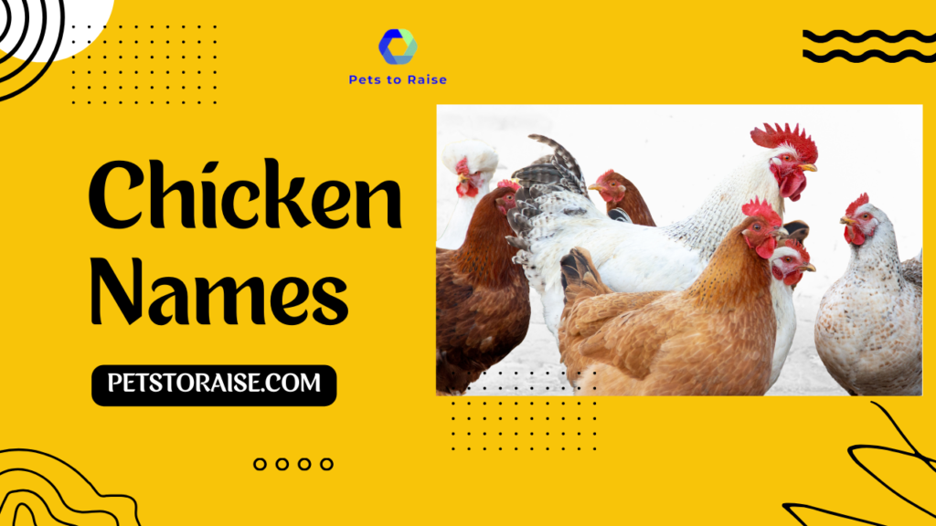 Chicken Names