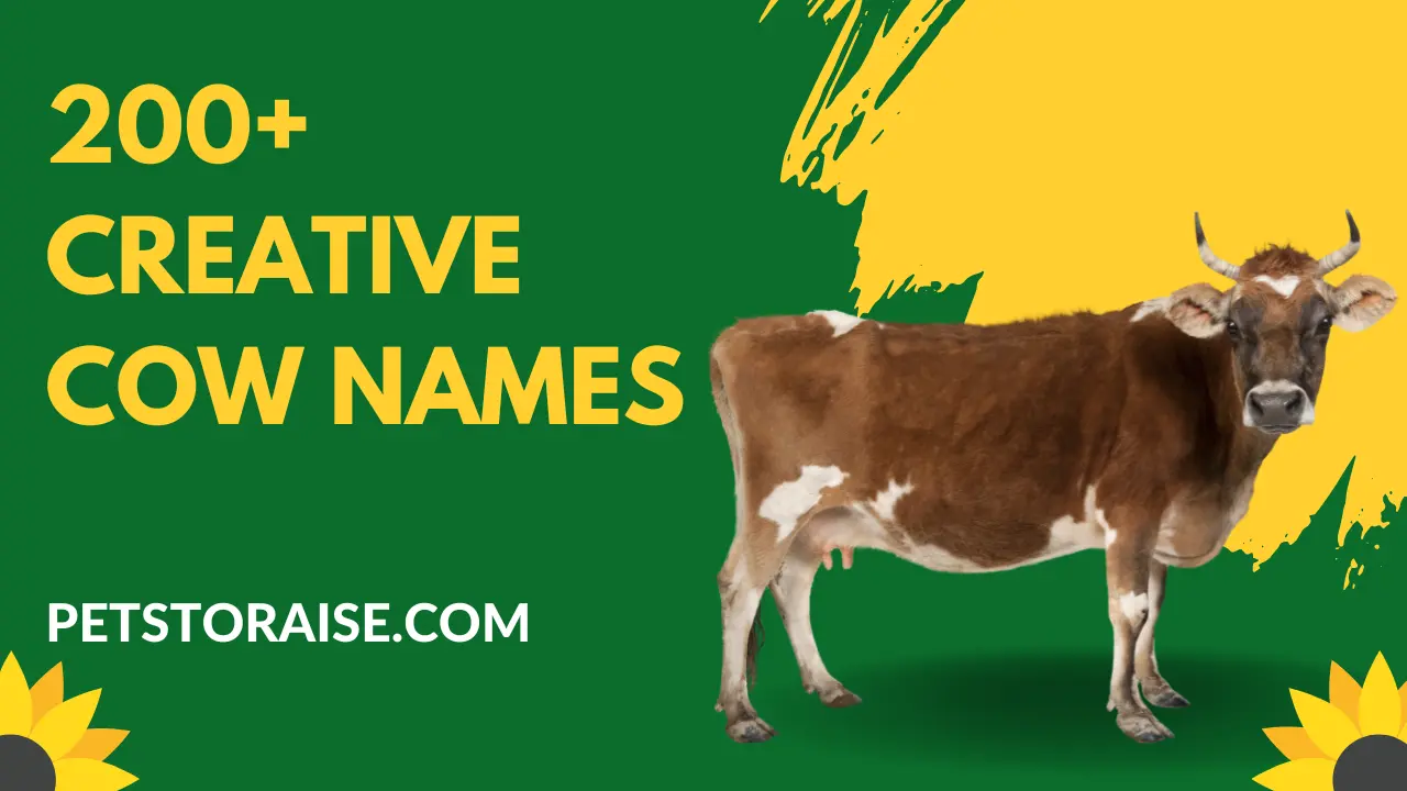 Creative Cow Names