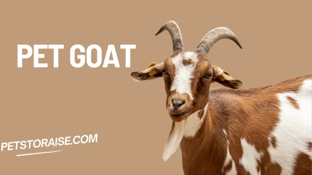 Pet Goat