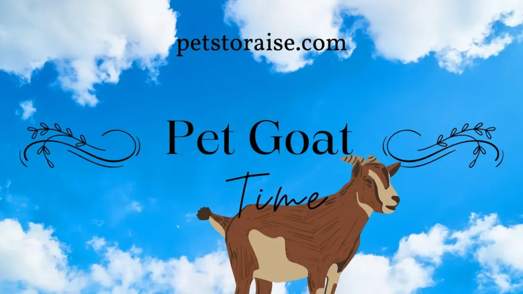 Pet Goat