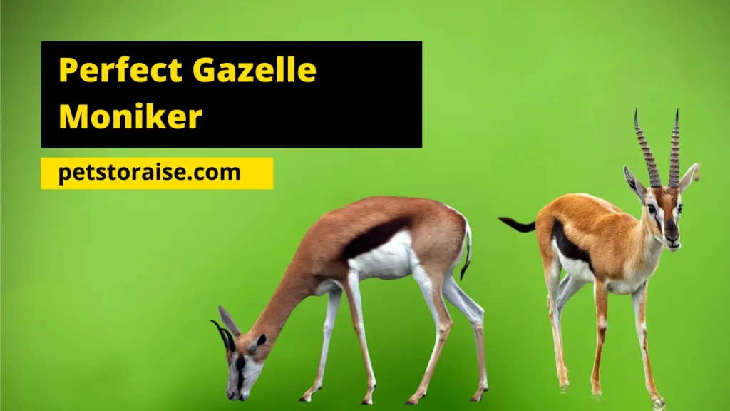 Enchanting Gazelle Monikers