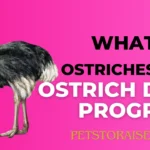 Ostrich Diet Program & Diet