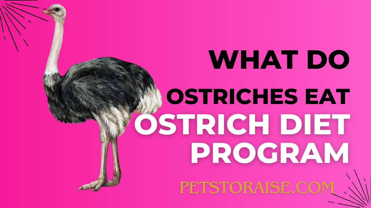 Ostrich Diet Program & Diet