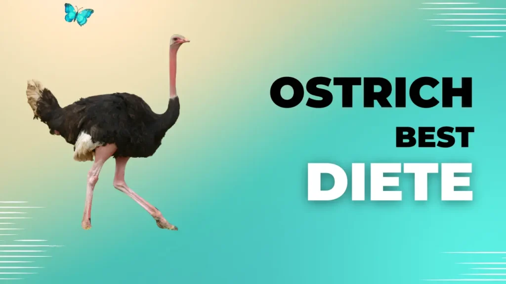 Ostrich Diet Program & Diet