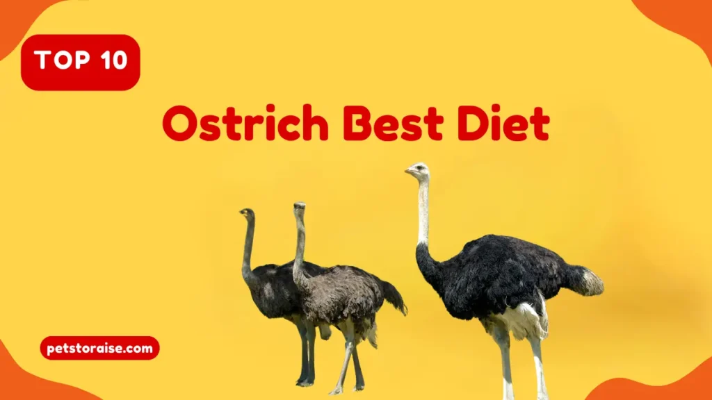 Ostrich Diet Program & Diet