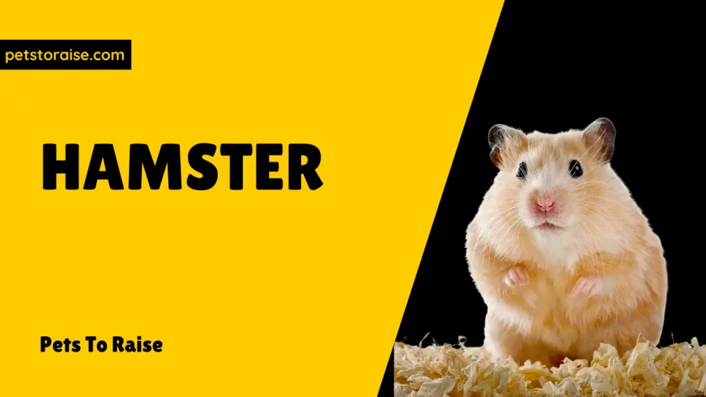 Naming Your Hamster