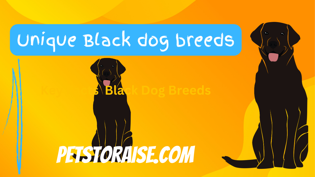 Black Dog Breeds