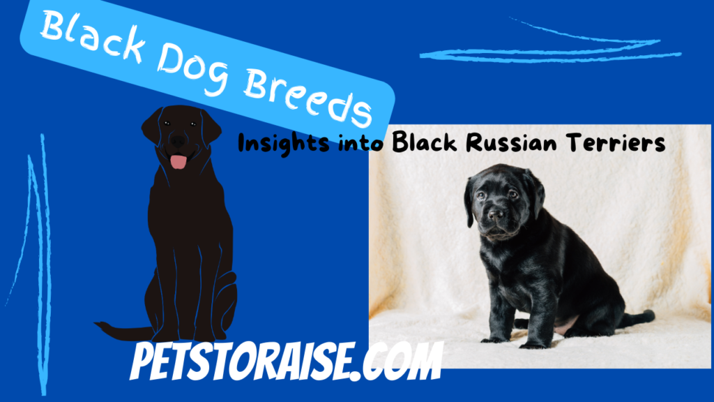 Black Dog Breeds