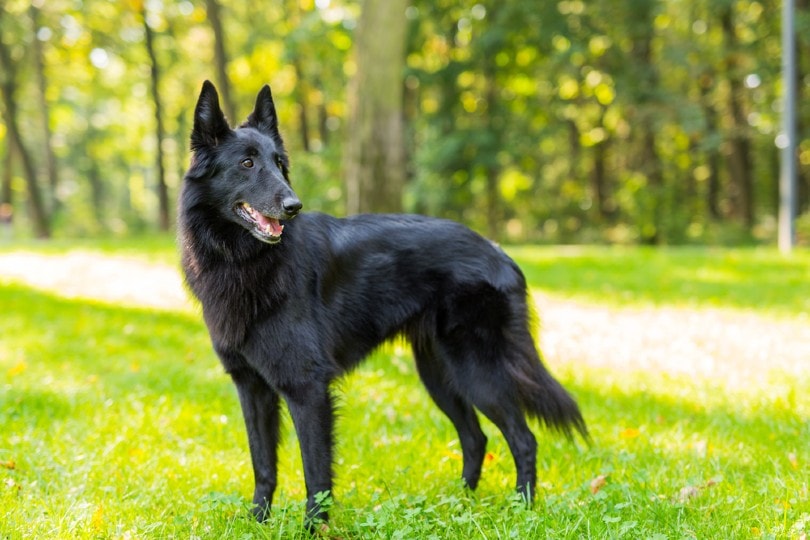 Black Dog Breeds