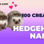 Hedgehog Names