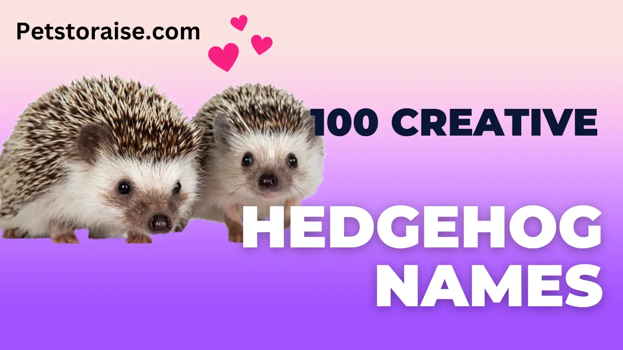 Hedgehog Names