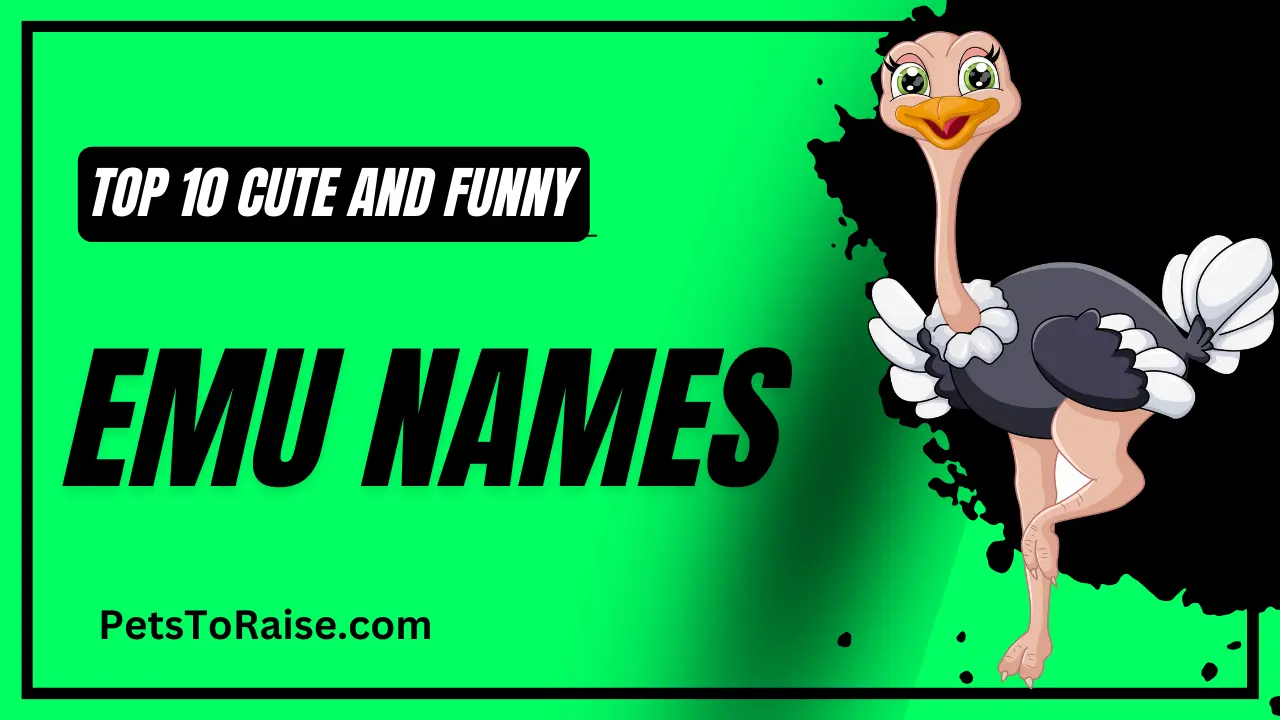 Cute and Funny Emu Names