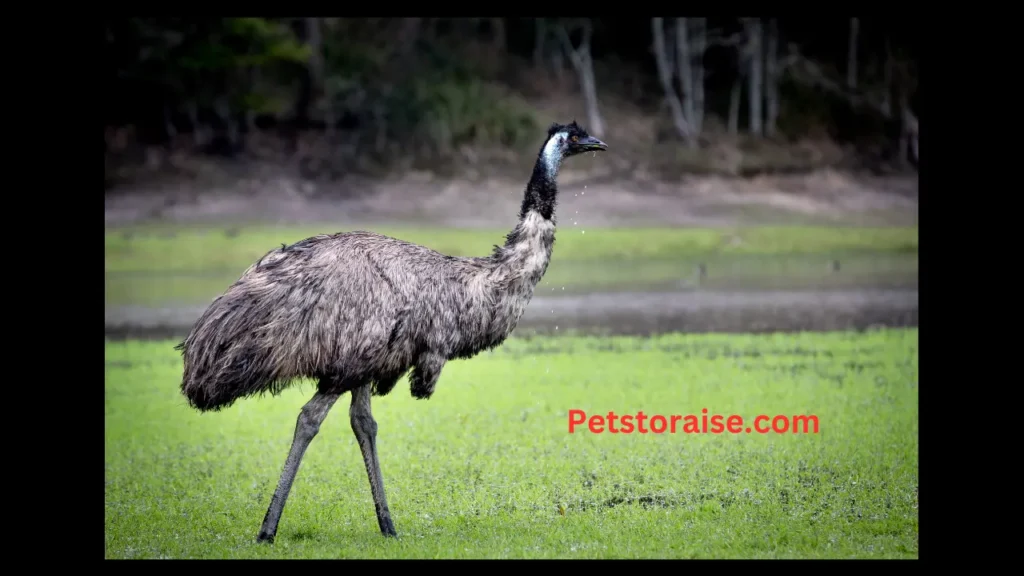 Cute and Funny Emu Names